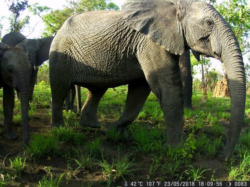 African Elephants