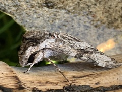 Agrius convolvuli