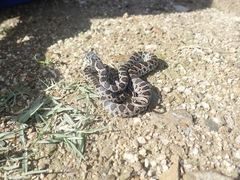 Hemorrhois hippocrepis