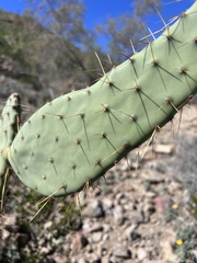 Opuntia lindheimeri