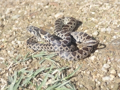 Hemorrhois hippocrepis