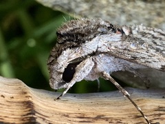 Agrius convolvuli