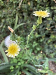 Sonchus oleraceus image