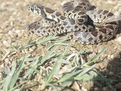 Hemorrhois hippocrepis