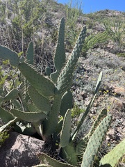 Opuntia lindheimeri