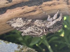 Agrius convolvuli
