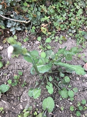 Sonchus oleraceus image