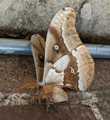 Antheraea oculea