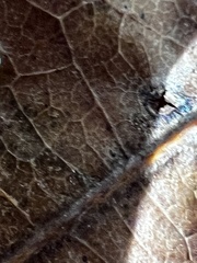 Neuroterus tantulus
