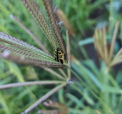 Acmaeodera amplicollis