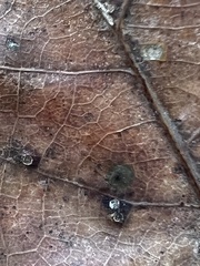 Neuroterus tantulus
