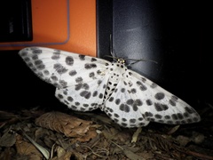 Antipercnia albinigrata