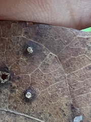Neuroterus tantulus