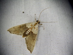 Agrotera nemoralis