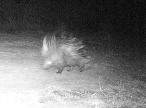 Crested Porcupine