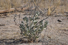 Eriodictyon tomentosum