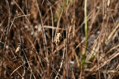 Carex limosa