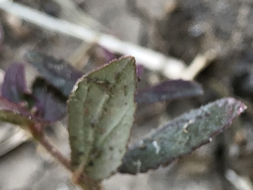 Euphorbia hirta image