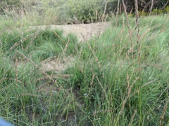 Bouteloua curtipendula