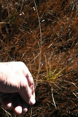 Carex limosa