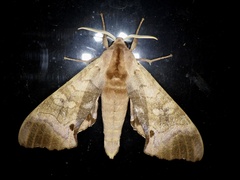 Marumba echephron