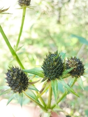 Eryngium heterophyllum