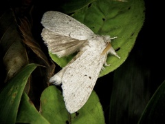 Cnethodonta grisescens