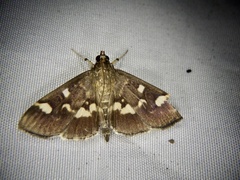 Herpetogramma luctuosalis