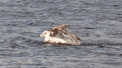 Larus marinus