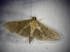 Omiodes noctescens