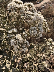 Gymnanthemum amygdalinum