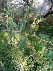 Celtis pallida