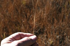 Carex limosa