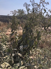 Gymnanthemum amygdalinum