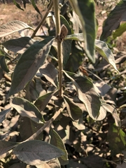 Gymnanthemum amygdalinum