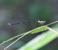 Nososticta impercepta