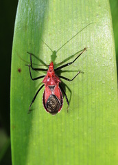 Gminatus wallengreni