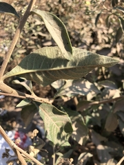 Gymnanthemum amygdalinum