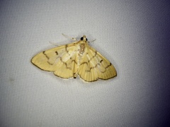 Patania chlorophanta