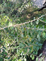 Celtis pallida
