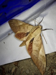 Clanis bilineata tsingtauica