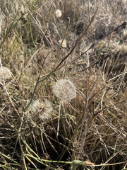 Hypochaeris radicata