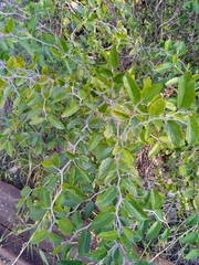 Celtis pallida