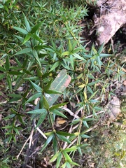 Alyxia ruscifolia