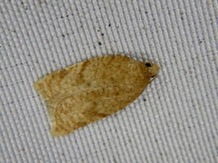 Acleris affinatana
