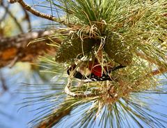 Dendrocopos major canariensis
