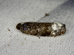 Hystrichoscelus spathanum