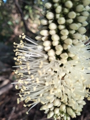 Xanthorrhoea macronema