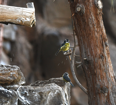 Cyanistes teneriffae teneriffae