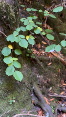 Corylus cornuta